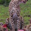 Geparden beim großen Fressen nach der Jagd