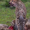 Geparden beim großen Fressen nach der Jagd