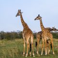 Massai-Giraffenkühe (Giraffa)