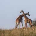 Massai-Giraffenkühe (Giraffa)