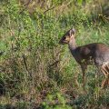 Dikdik (Madoqua)