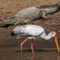 Nimmersatt (Mycteria ibis) mit Krokodil