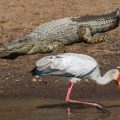 Nimmersatt (Mycteria ibis) mit Krokodil