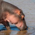 Flusspferd (Hippopotamus amphibius)