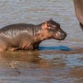 Flusspferd (Hippopotamus amphibius) juvenil
