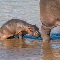 Flusspferd (Hippopotamus amphibius) juvenil