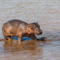 Flusspferd (Hippopotamus amphibius) juvenil