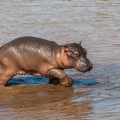 Flusspferd (Hippopotamus amphibius) juvenil