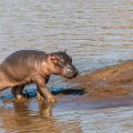 Flusspferd (Hippopotamus amphibius) juvenil