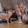 Flusspferd (Hippopotamus amphibius)