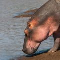 Flusspferd (Hippopotamus amphibius)