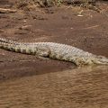 Leistenkrokodil (Crocodylus porosus)