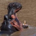 Flusspferd (Hippopotamus amphibius)