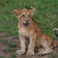 Löwennachwuchs (Panthera leo)