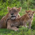 Löwin (Panthera leo) Mutterliebe