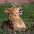 Löwennachwuchs (Panthera leo)