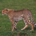 Gepard (Panthera pardus)