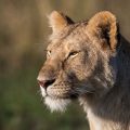 Porträt einer Löwin (Panthera leo)