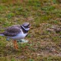 Sandregenpfeifer Charadrius hiaticula)