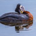 Rothalstaucher (Podiceps grisegena)