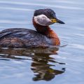 Rothalstaucher (Podiceps grisegena)
