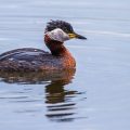 Rothalstaucher (Podiceps grisegena)
