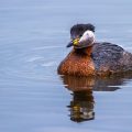 Rothalstaucher (Podiceps grisegena)