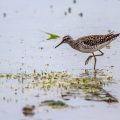Bruchwasserläufer (Tringa glareola)