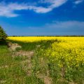 Insel Fehmarn, Rapsfeld