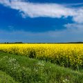 Insel Fehmarn, Rapsfeld
