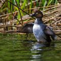 Schellente (Bucephala clangula)  Weibchen