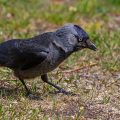Dohle (Corvus monedula)