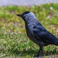 Dohle (Corvus monedula)