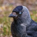 Dohle (Corvus monedula)