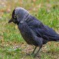 Dohle (Corvus monedula)