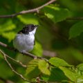 Trauerschnäpper (Ficedula hypoleuca)