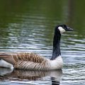 Kanadagans (Branta canadensis)