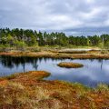 Landschaft Moorteich Schweden