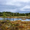 Landschaft Moorteich Schweden