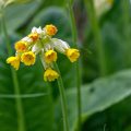 Echte Schlüsselblume(Primula veris)