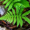 Wald-Frauenfarn (Athyrium filix-femina)
