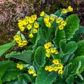 Echte Schlüsselblume(Primula veris)