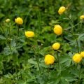 Trollblume (Trollius europaeus)