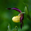 Gelber Frauenschuh (Cypripedium calceolus)