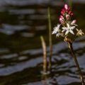 Fieberklee (Menyanthes trifoliata)