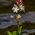 Fieberklee (Menyanthes trifoliata)