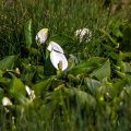 Drachenwurz (Calla palustris)