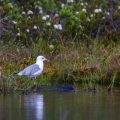 Silbermöwe (Larus argentatus)