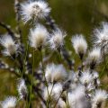 Schmalblättriges Wollgras (Eriophorum angustifolium)