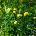 Trollblume (Trollius europaeus)